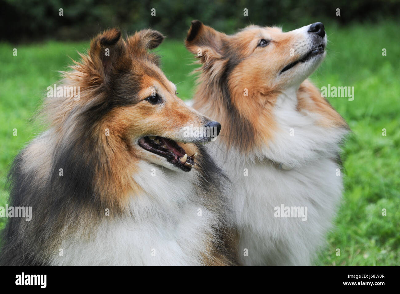 Lassie dogs hi-res stock photography and images - Alamy