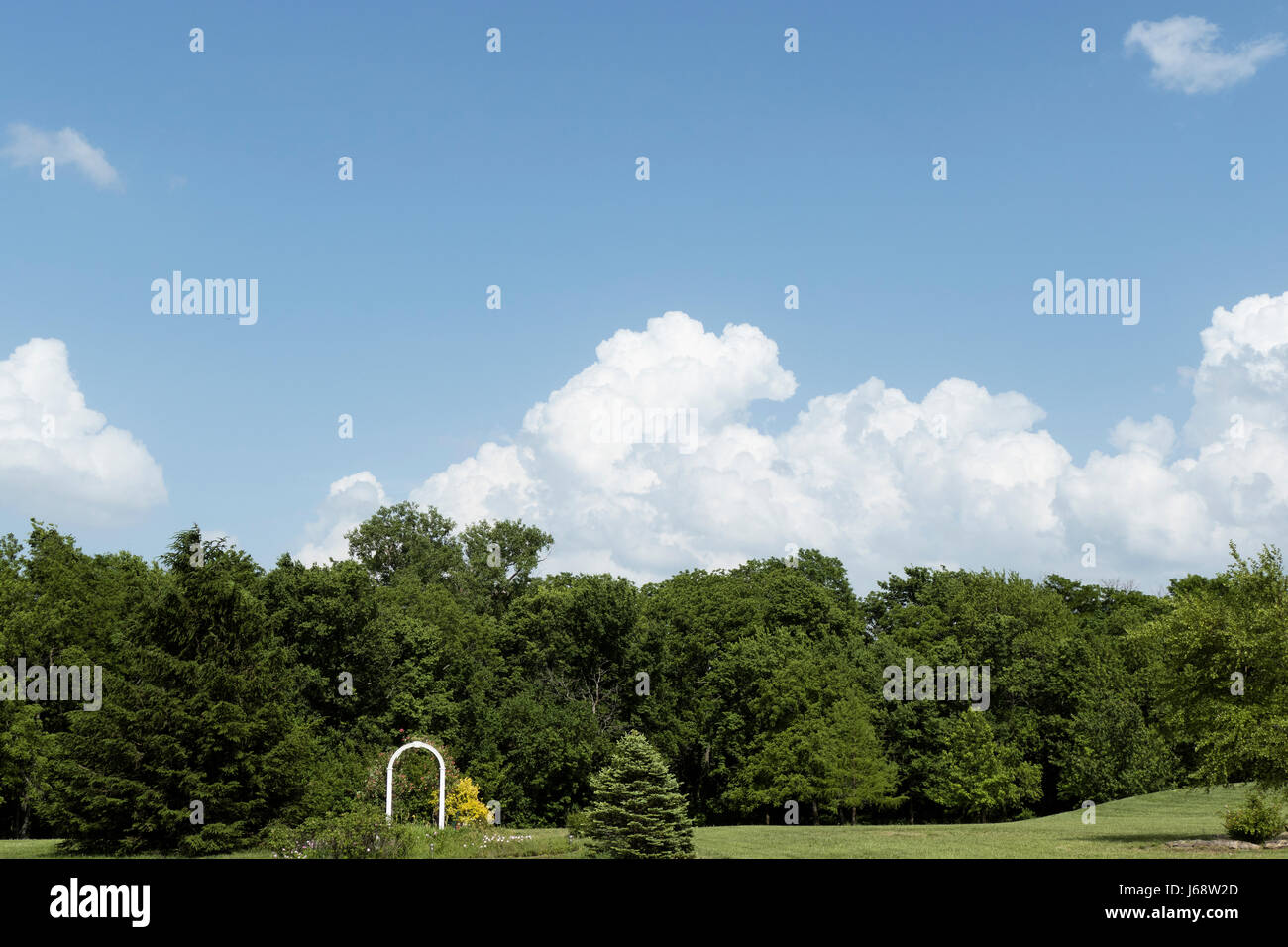 Treeline with Sky 2, Stock Video