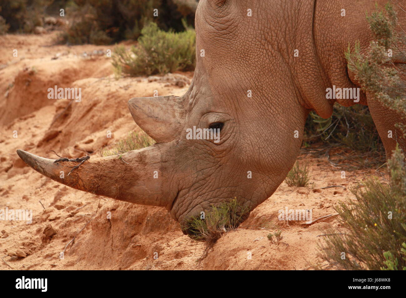 africa horn south africa cornets rhino rhinoceros mammal africa savannah horn Stock Photo