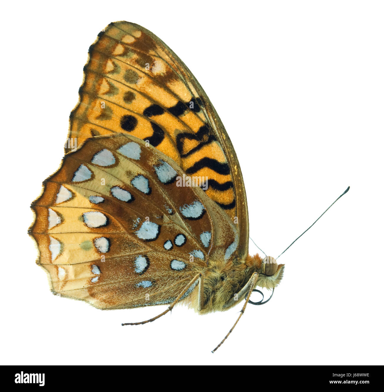 isolated insect butterfly wildlife antenna wings isolated insect