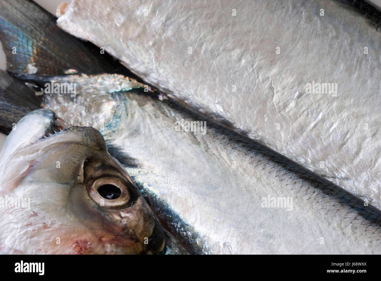 skin angle fish raw skin silver angle fish prepare raw seafood eye