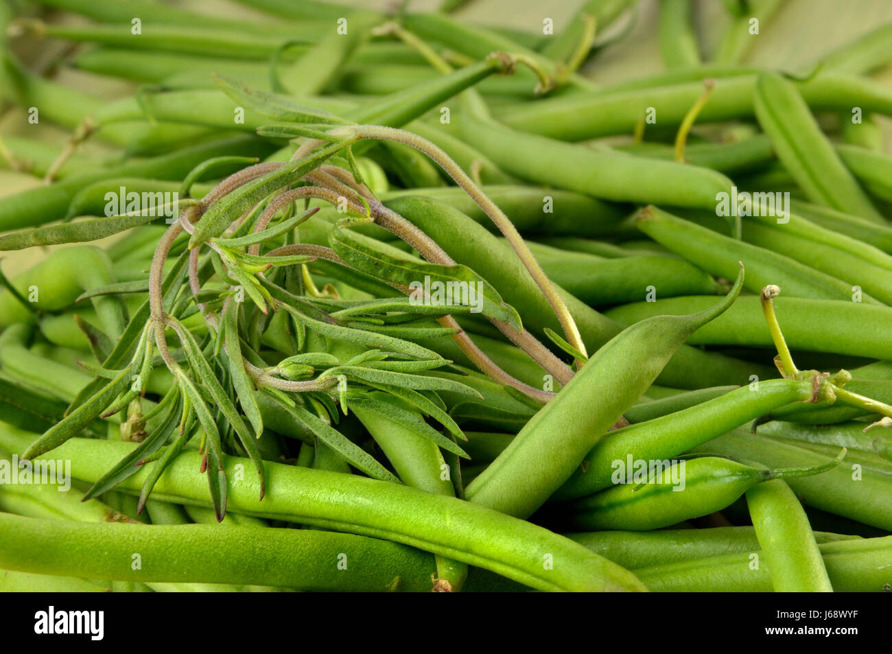 spice green beans vegetable ingredients savory herbs food aliment spice