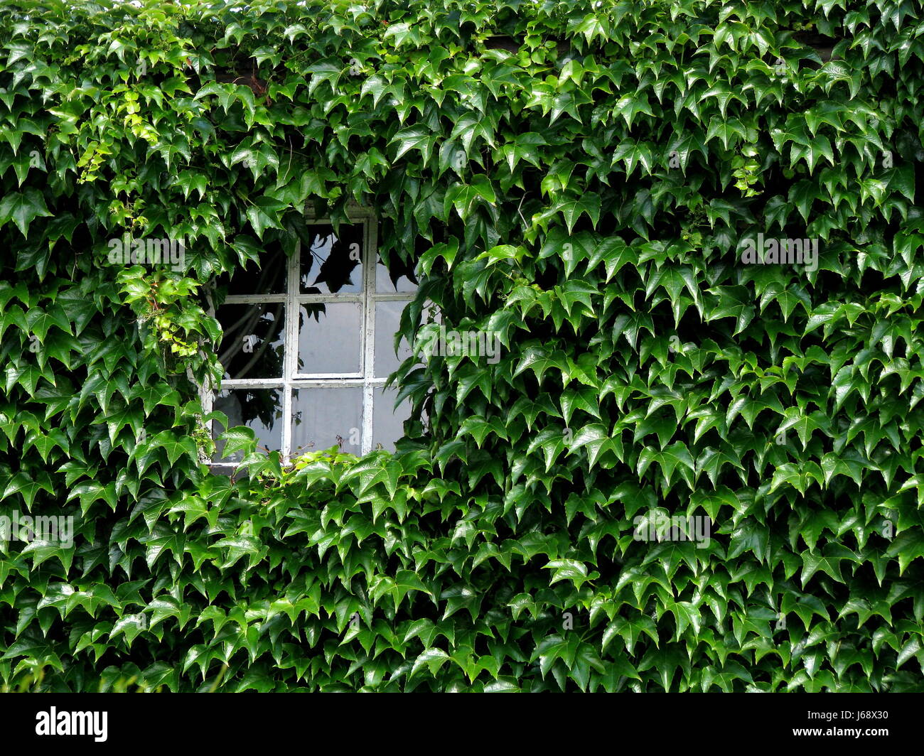 green window porthole dormer window pane wall climbing plant house wall house Stock Photo