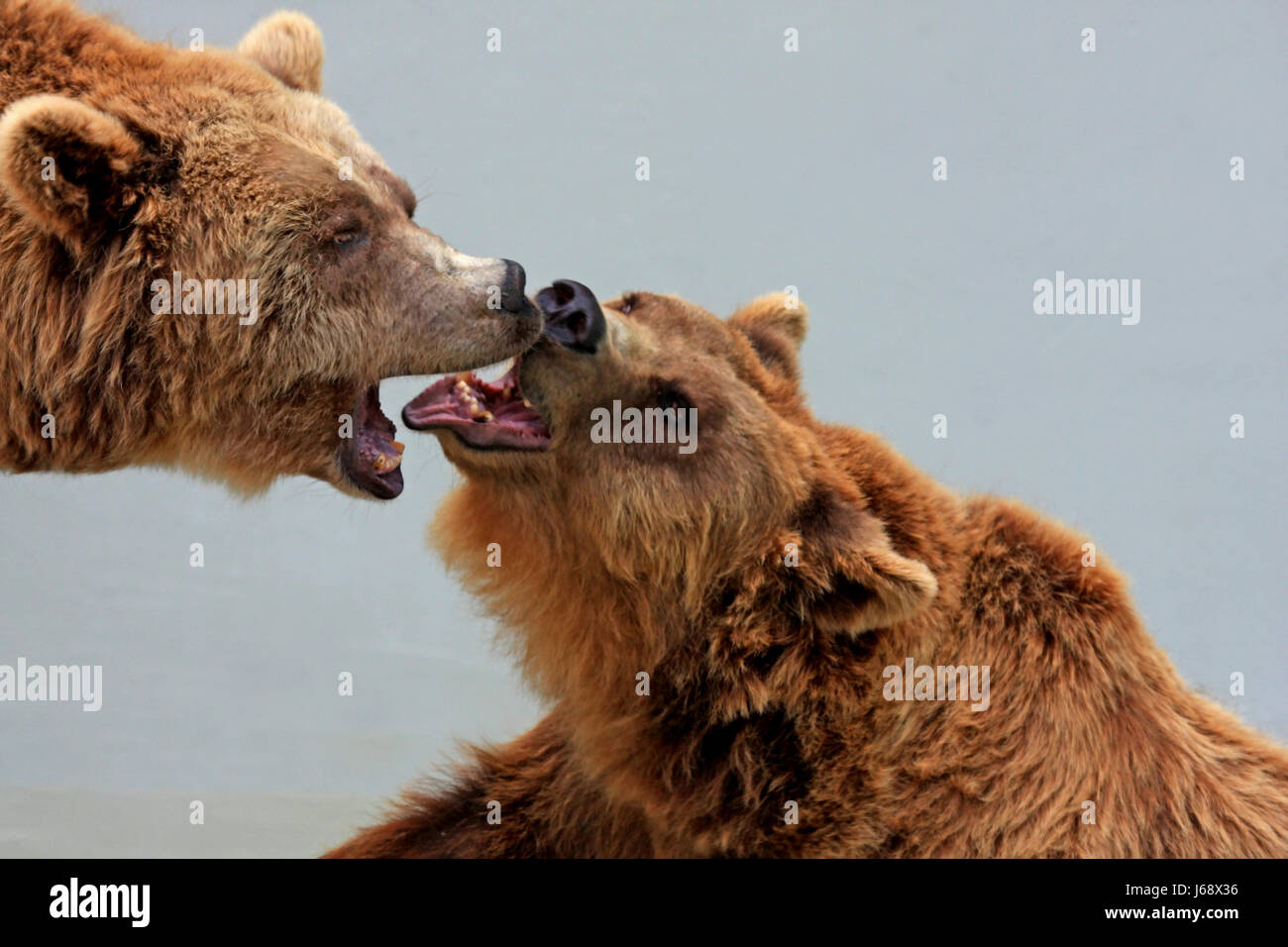 mammal bear game reserve skirmish bears quarrel mammal bear game reserve Stock Photo