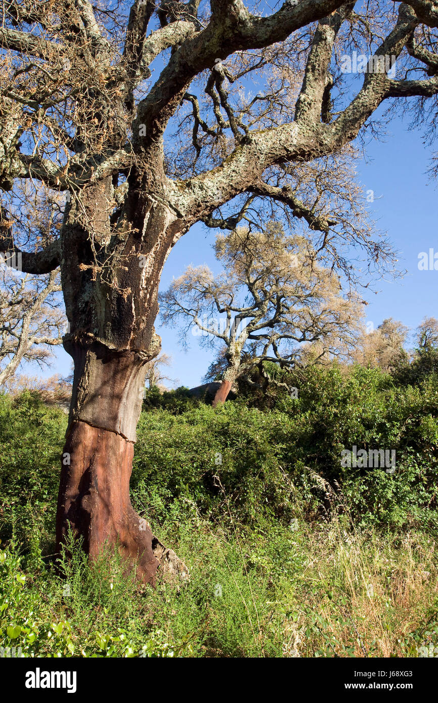 tree agriculture farming cork cork oak sardinia italy forest tree trunk Stock Photo
