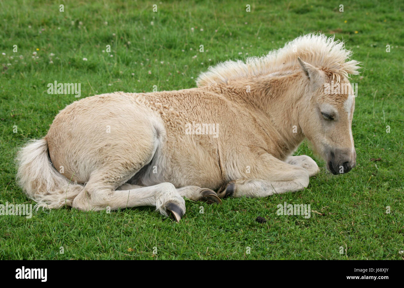 sleeping shetty foal Stock Photo