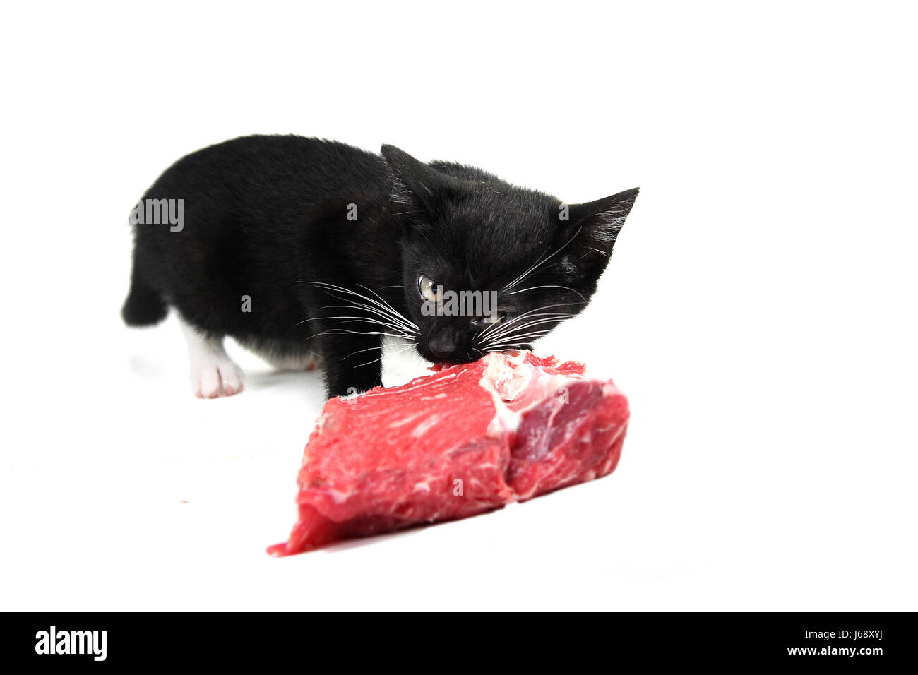 fodder black swarthy jetblack deep black blank european caucasian raw pussycat Stock Photo