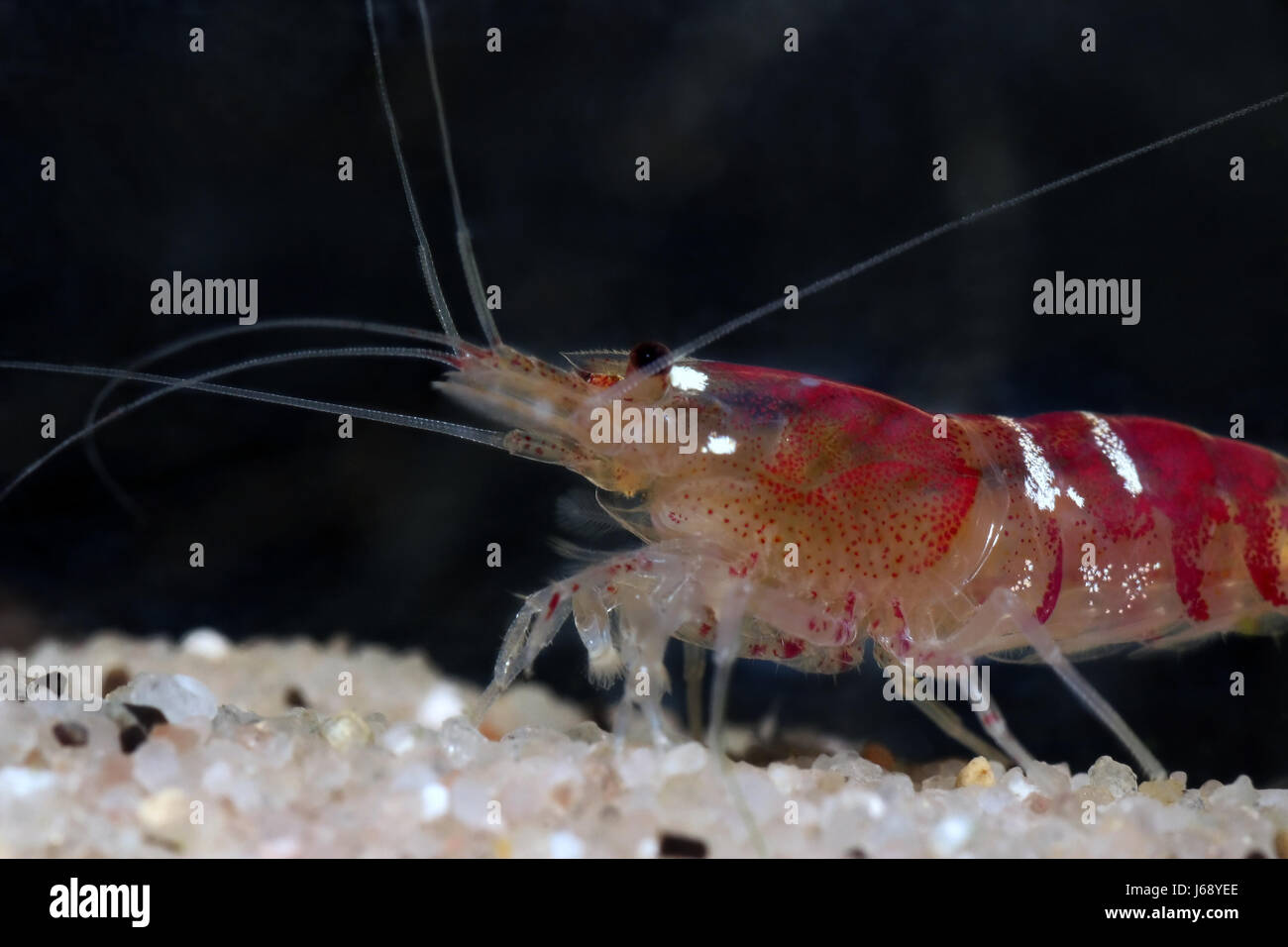 caridina cf. cantonensis Stock Photo