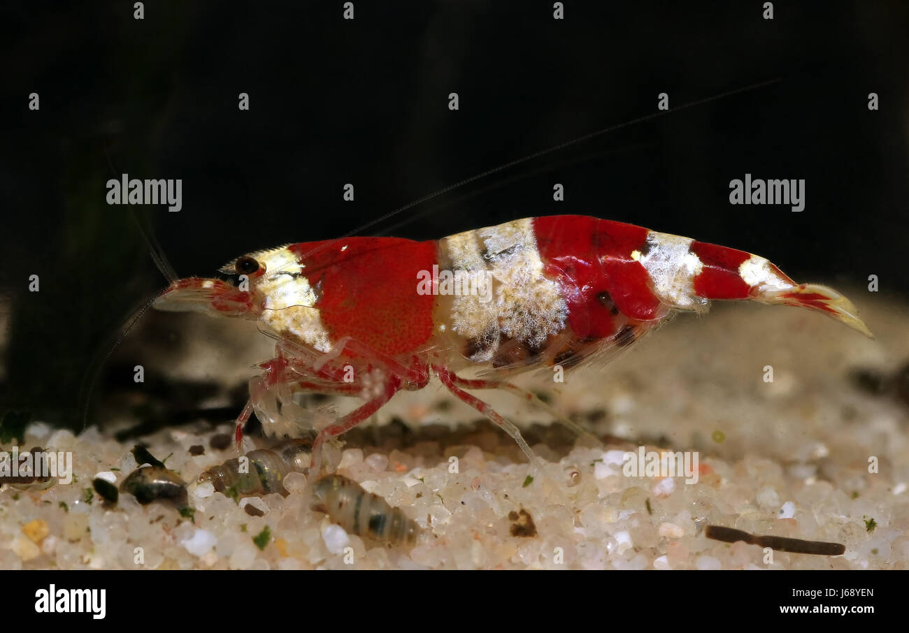 aquarium shrimp spineless macro close-up macro admission close up view female Stock Photo