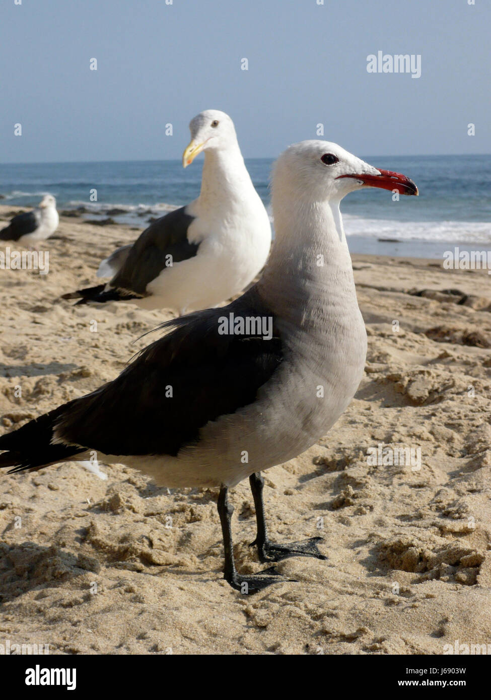 friendship bird beach seaside the beach seashore birds love in love ...