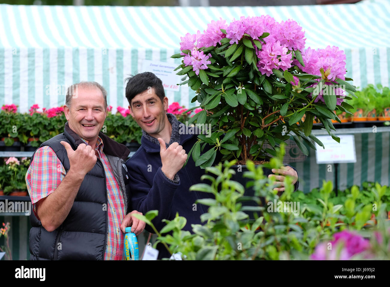 Royal Welsh Spring Festival, Builth Wells, Powys, Wales - May 2017 - Vendors at the flower stalls look more than happy with this beautiful azalea plant. Credit: Steven May/Alamy Live News Stock Photo
