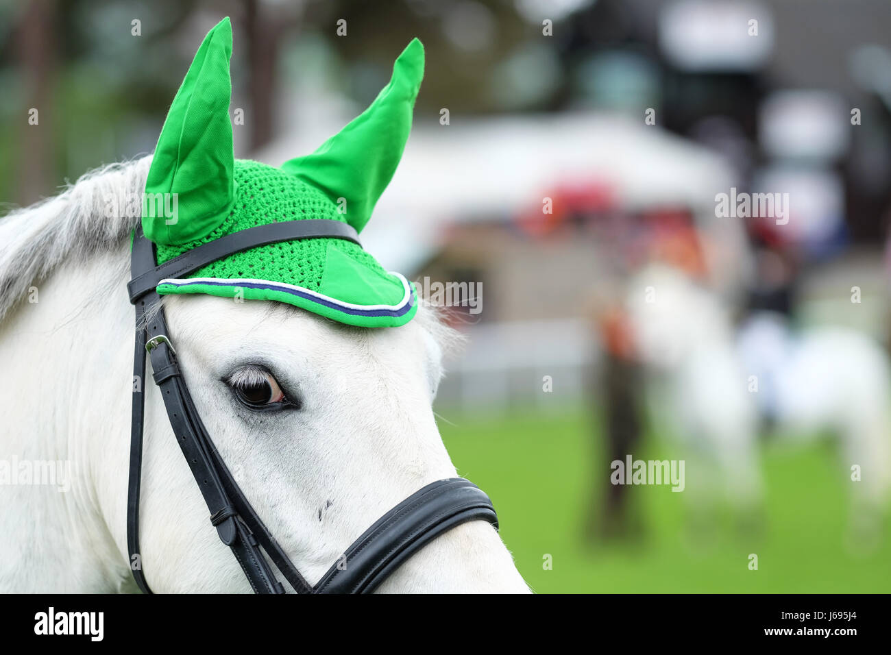 Royal Welsh Spring Festival, Builth Wells, Powys, Wales - May 2017 - A pony with a distinctive green ear hat awaits its turn to perform in the junior show jumping event. Credit: Steven May/Alamy Live News Stock Photo
