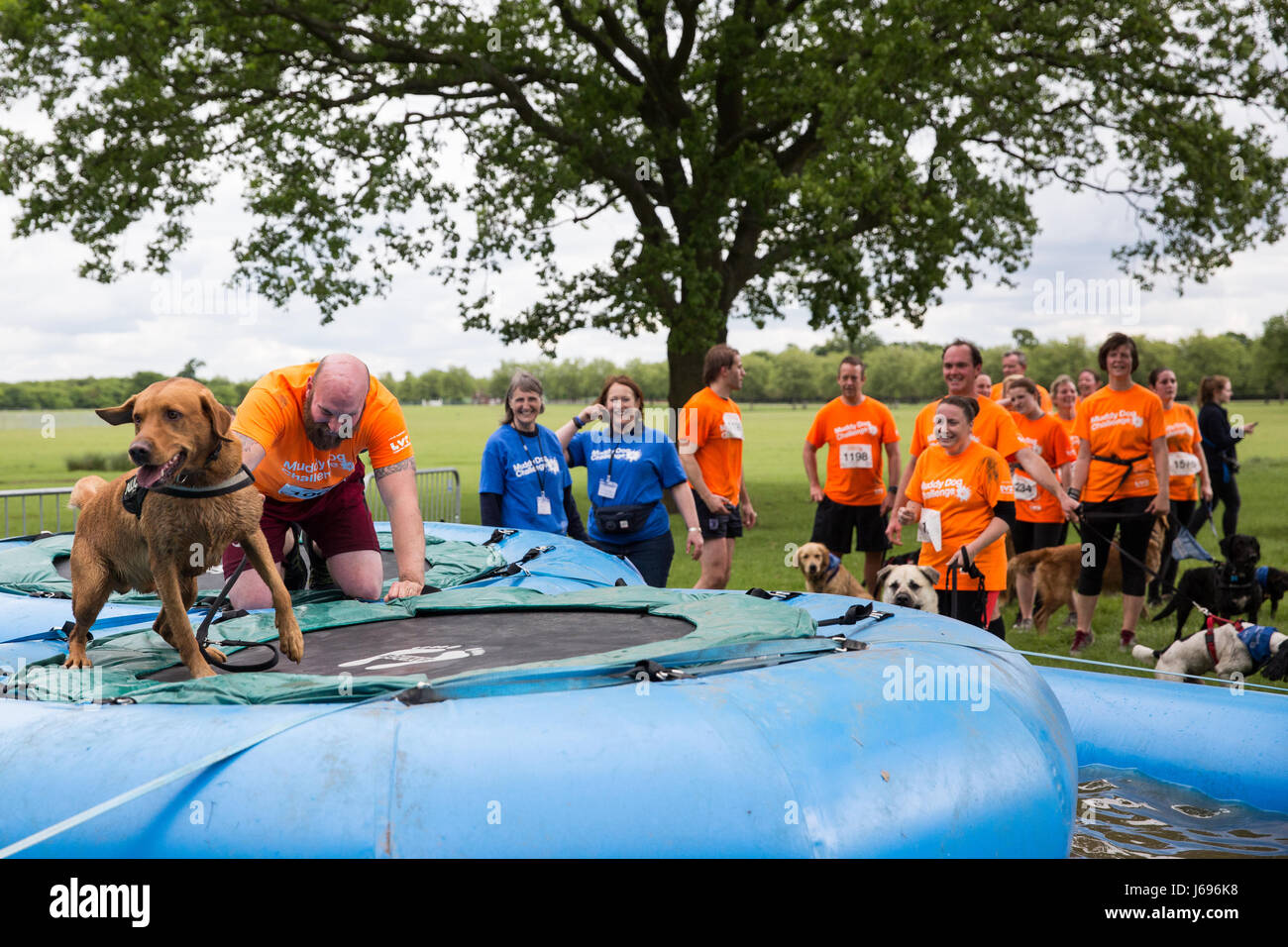 Windsor, UK. 20th May, 2017. Dogs and owners compete in the Muddy Dog