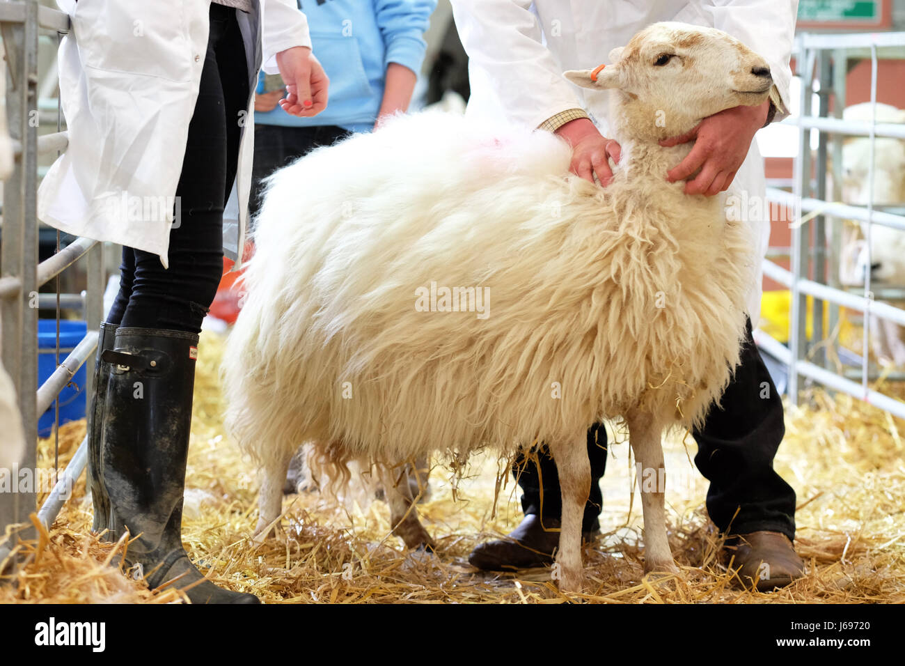 Royal Welsh Spring Festival, Builth Wells, Powys, Wales - May 2017 - Final preparation just before entering the show ring at the Royal Welsh Spring Festival. Photo Steven May / Alamy Live News Stock Photo