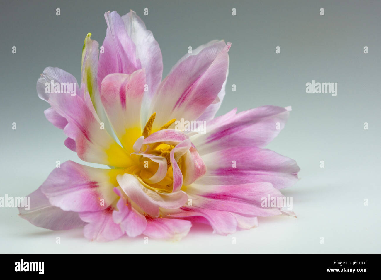 tulpenblte (tulipa gesneriana) Stock Photo