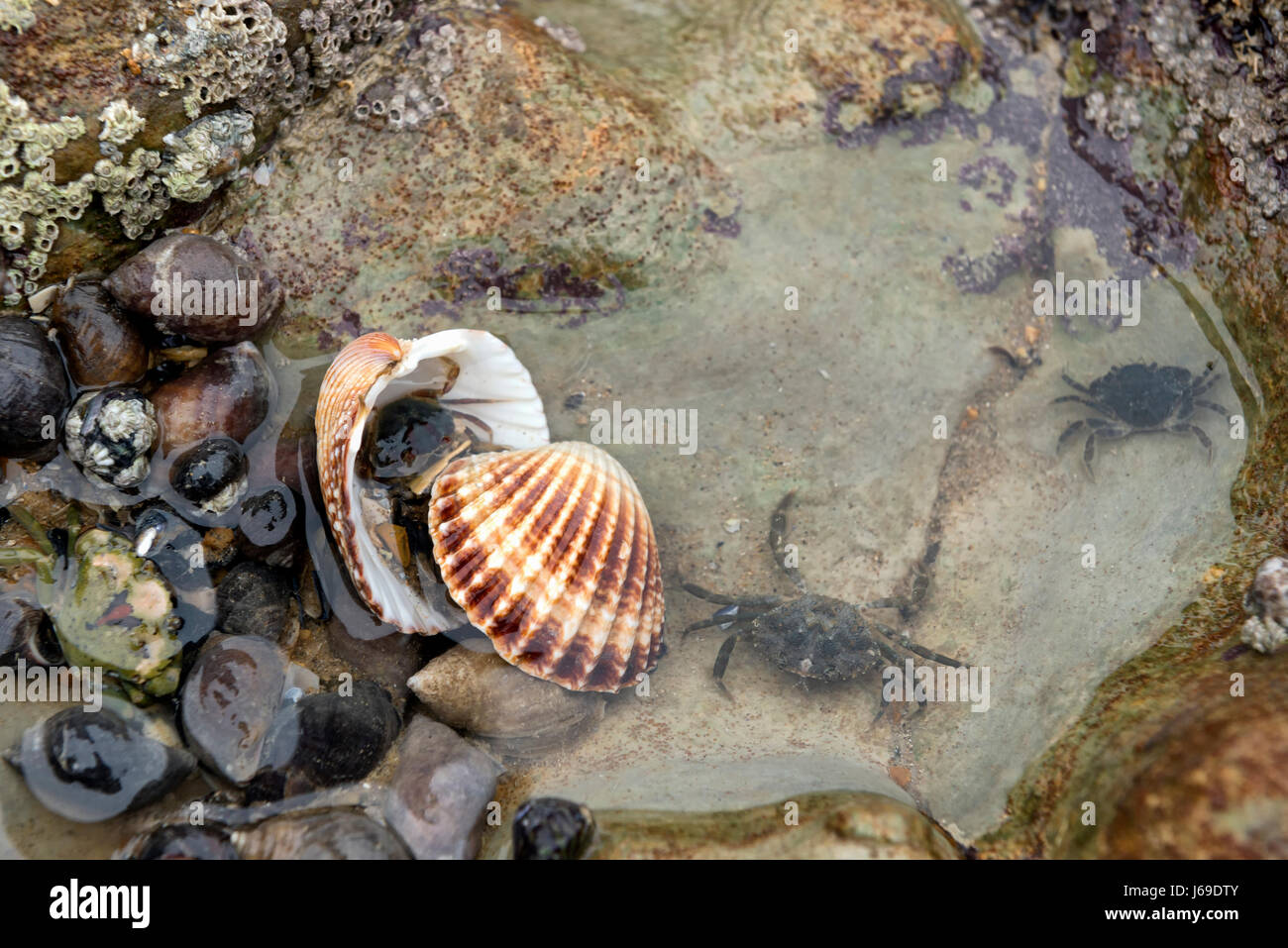Young shore crabs in saltwater pond Stock Photo