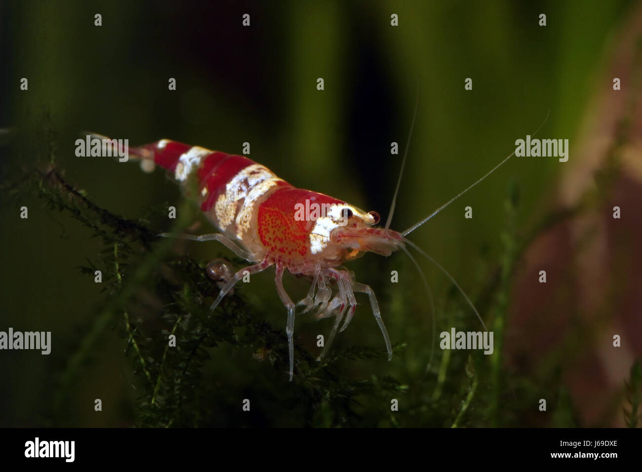 crystal red shrimp Stock Photo