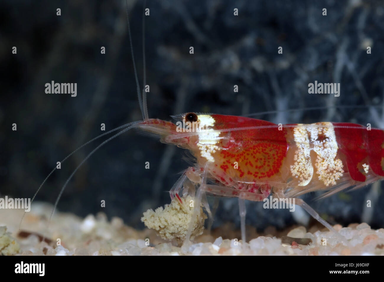freshwater shrimp Stock Photo