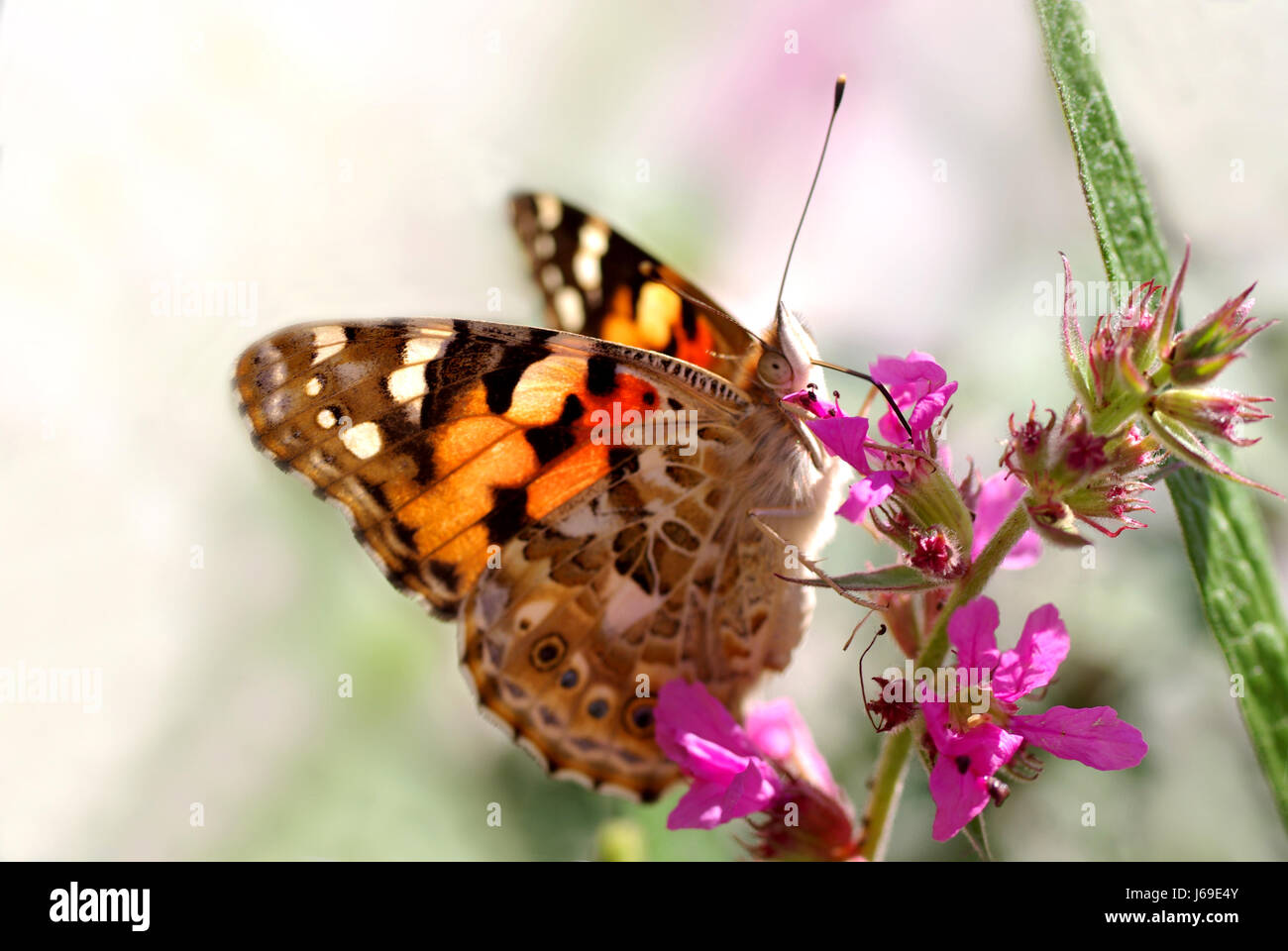 butterfly flower flowers plant wing proboscis ingestion colour insect butterfly Stock Photo