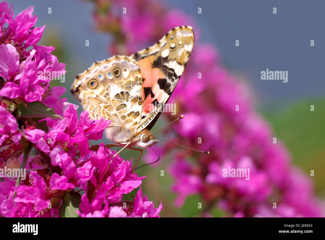 garden butterfly flower flowers plant gardens colour insect butterfly flower Stock Photo