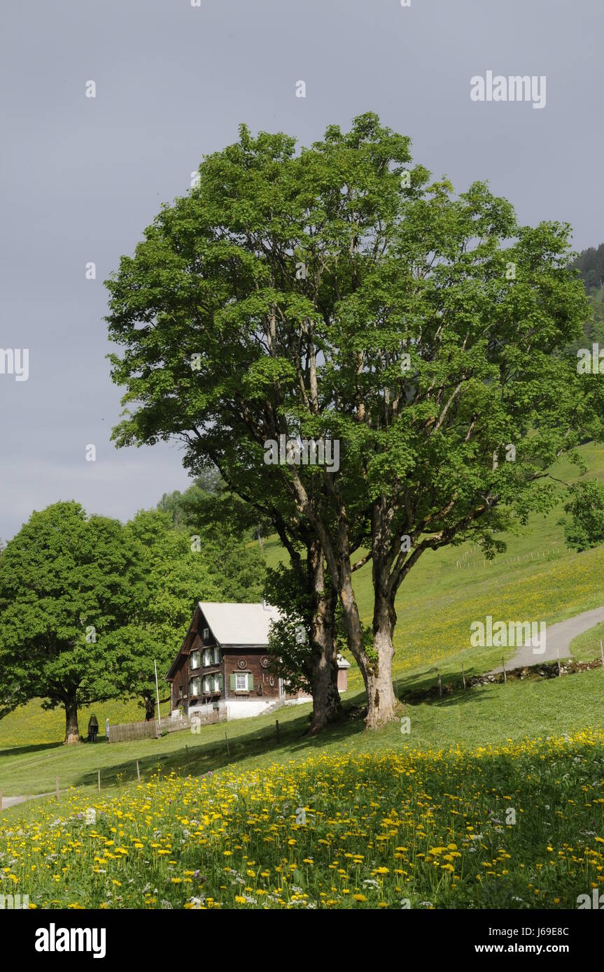 tree mountains alps lodge hut spring alp path way scenery countryside nature Stock Photo
