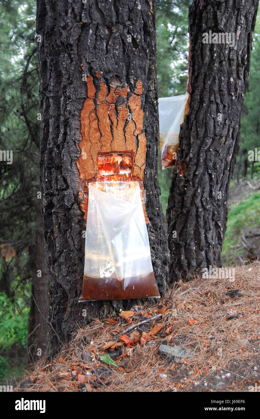 tree bark resin liquid tree trees pine bark resin conifer injury raw material Stock Photo