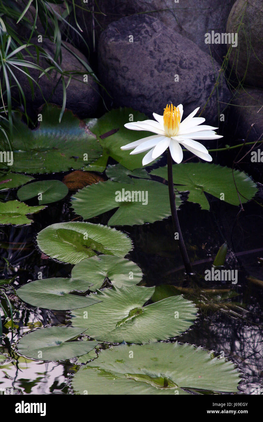 giant water lily,nymphaea gigantea Stock Photo
