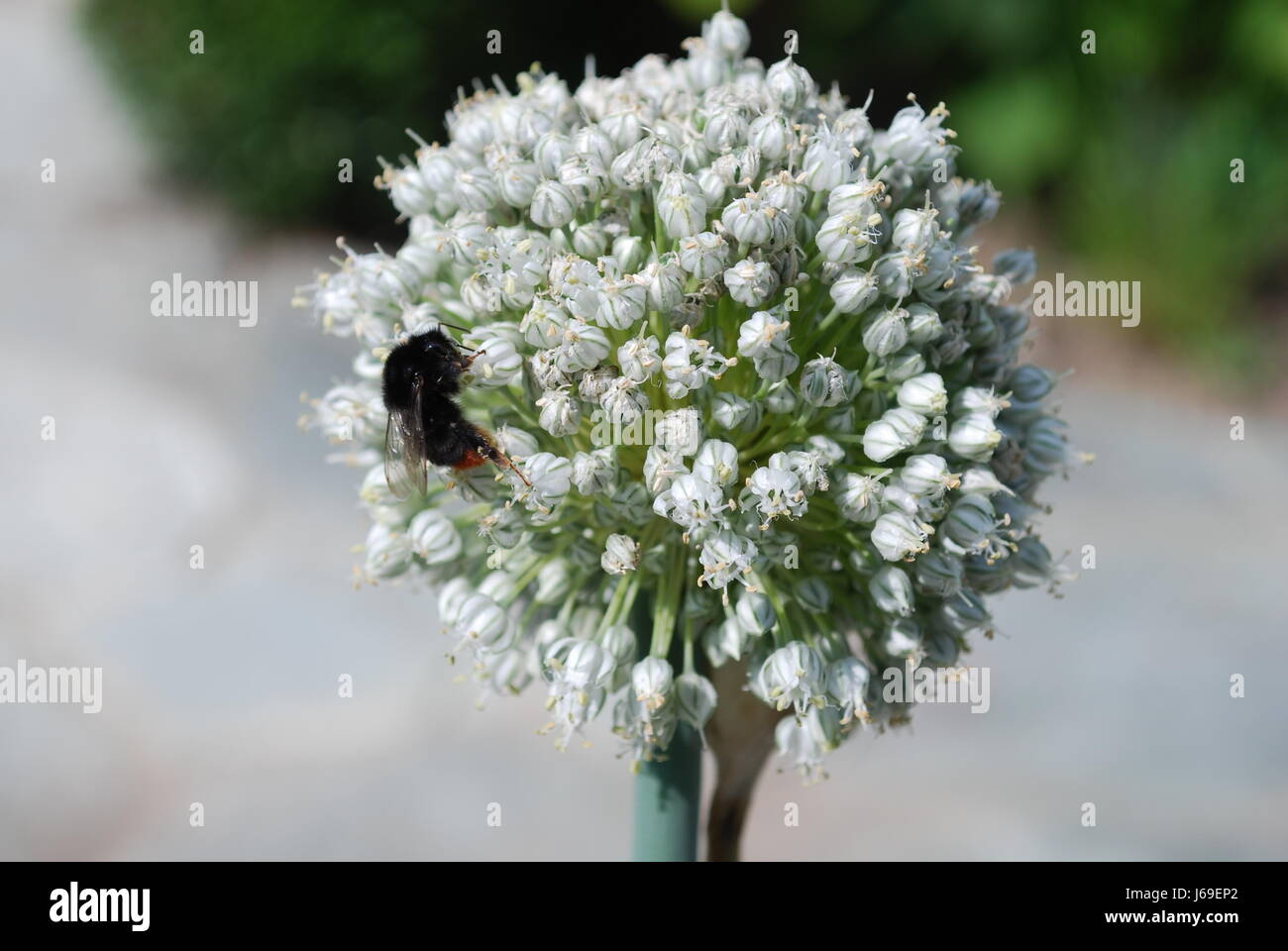 insect,bumblebee,leek,insect,bumblebee,leek,blhender lauch mit hummel Stock Photo