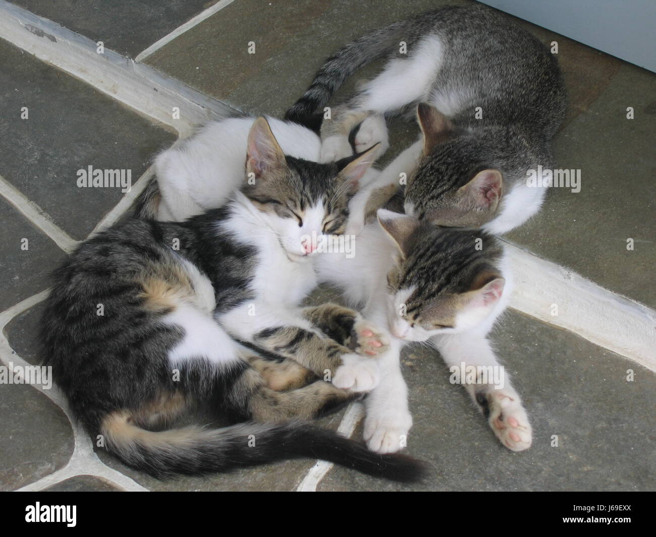 cats sleep sleeping cuddle tins doze facilitate ease resting relax recover Stock Photo