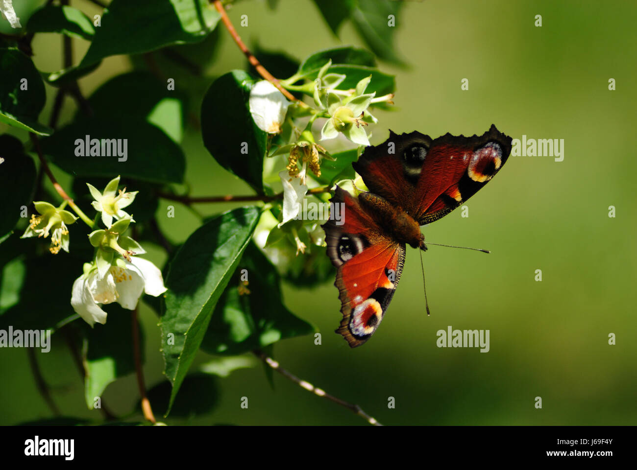 insects butterfly blossoms moth peacock butterfly bleed insect insects ...