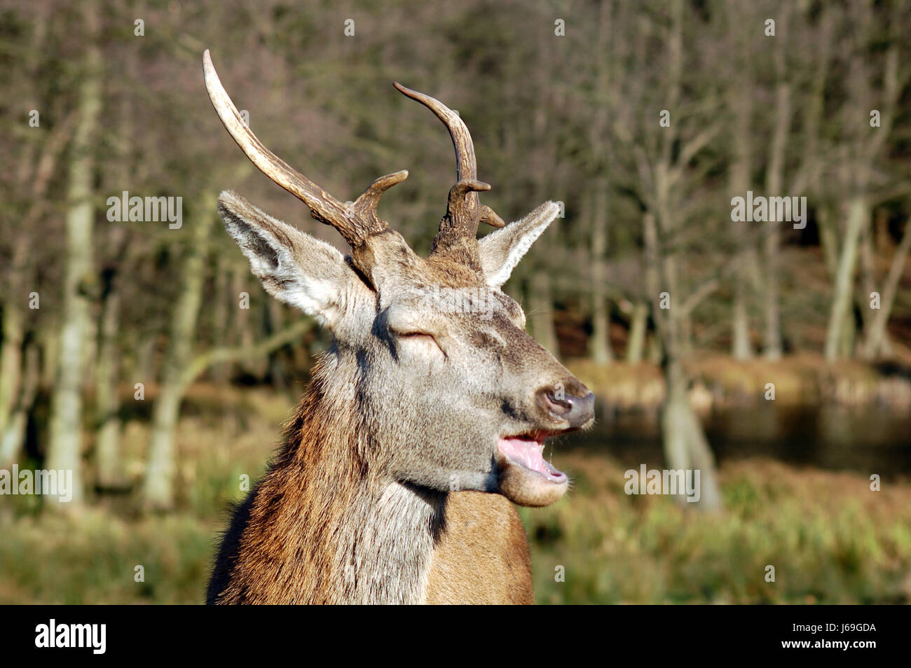 laughing deer 2 Stock Photo