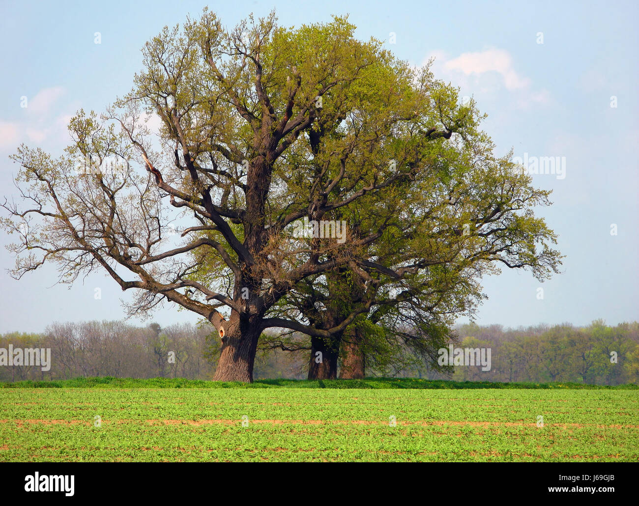 tree park spring lawn green leaf tree horizon park wood ground soil ...