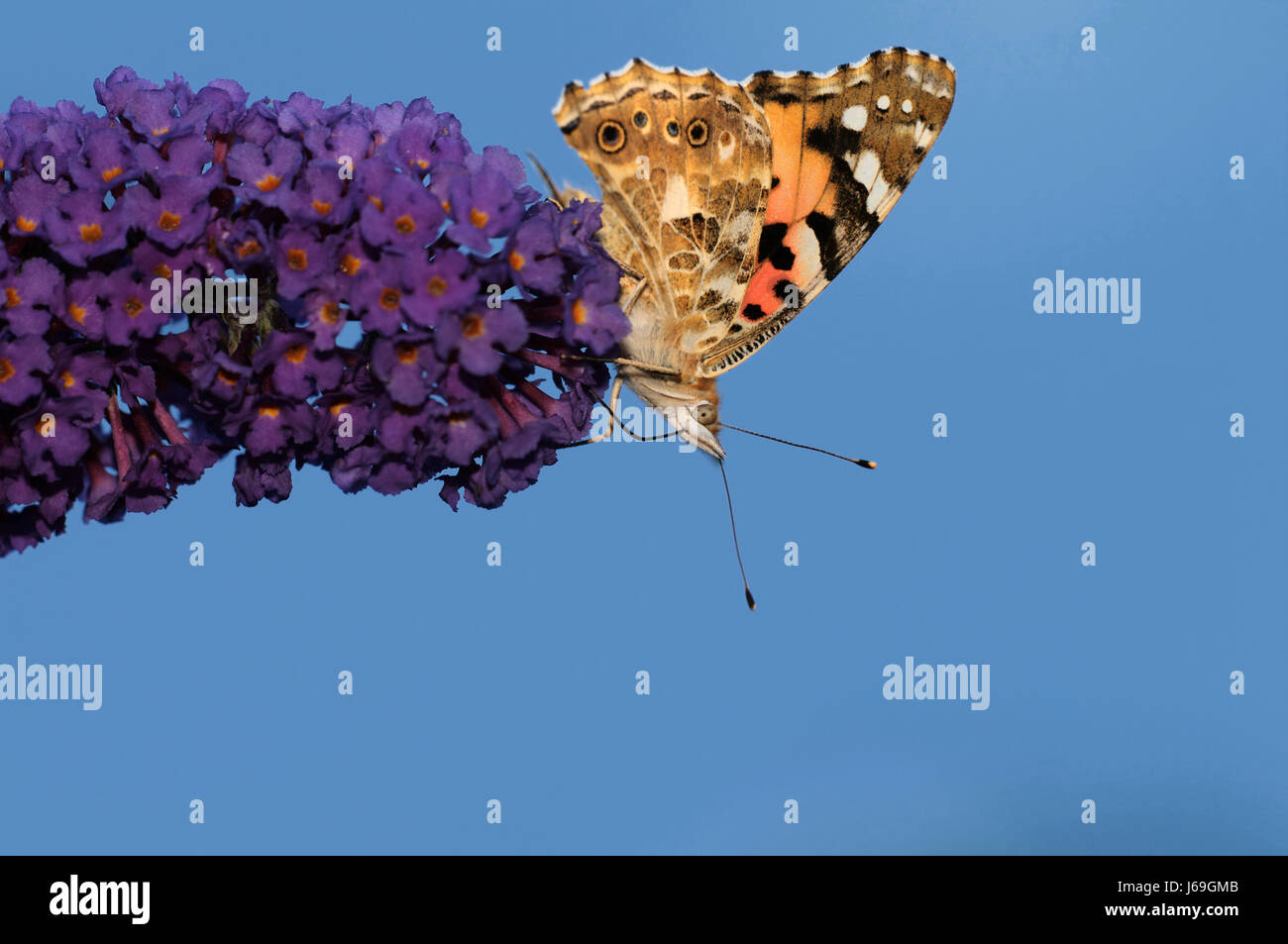 painted lady,vanessa cardui Stock Photo Alamy