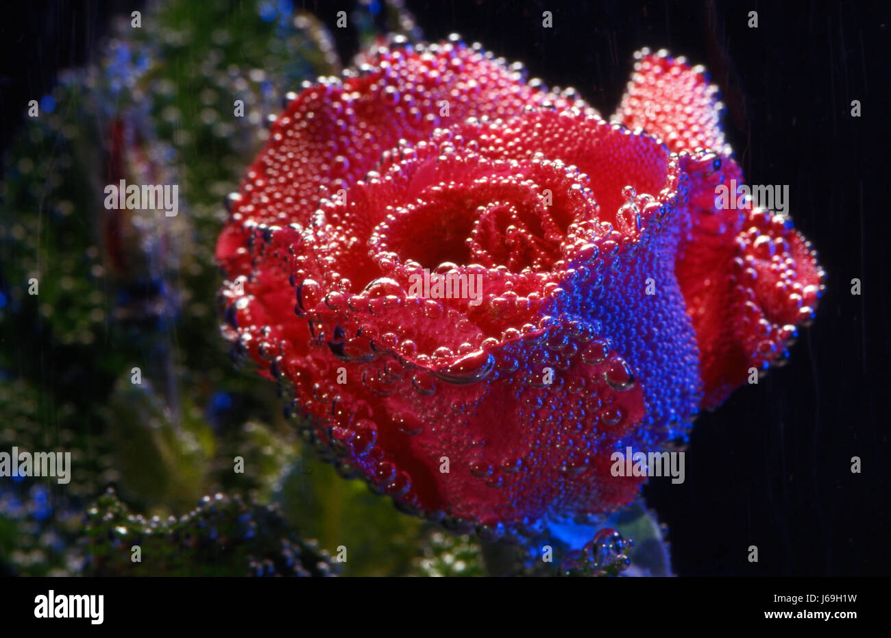 rose underwater 1 Stock Photo Alamy