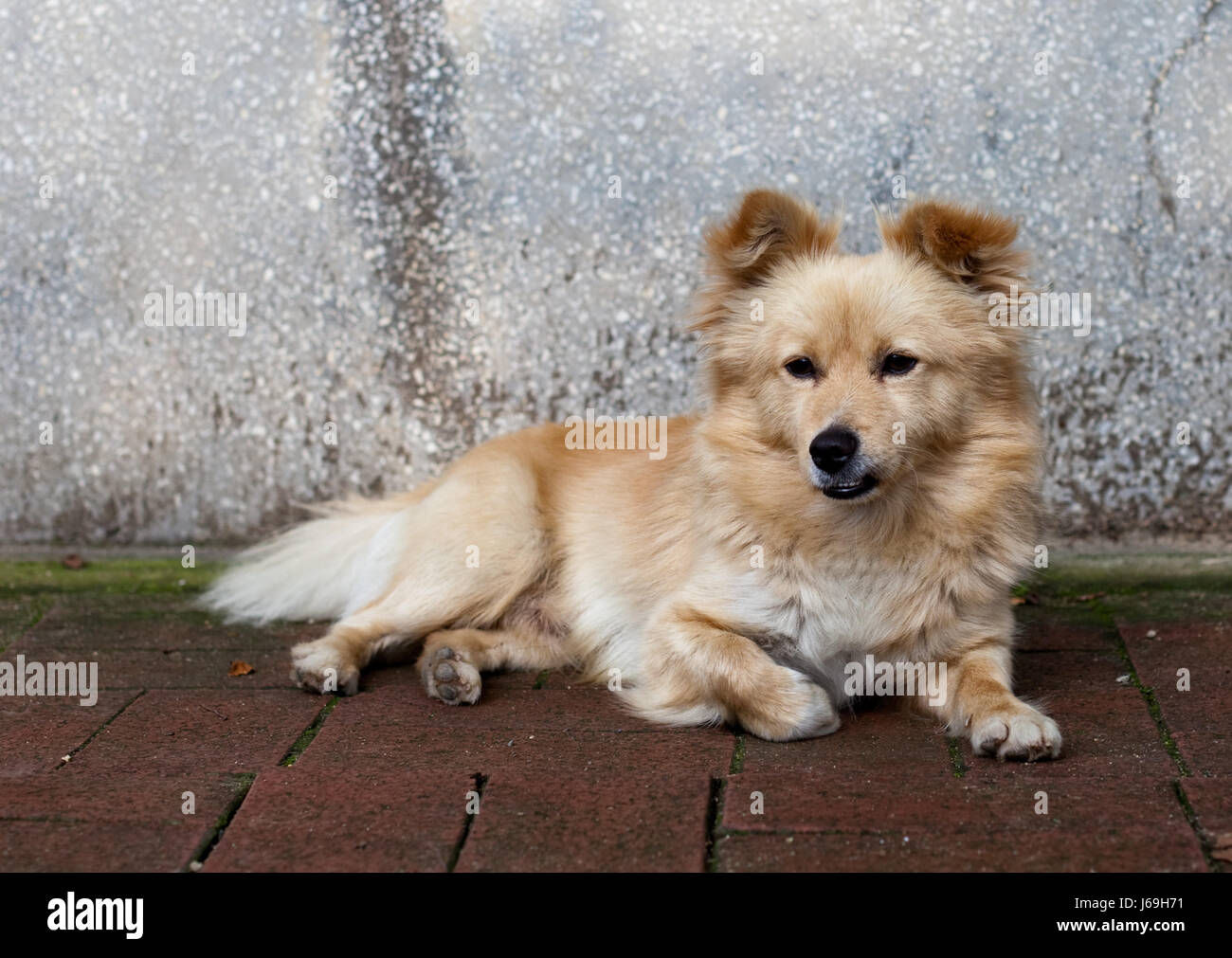 Korean spitz hi-res stock photography and images - Alamy