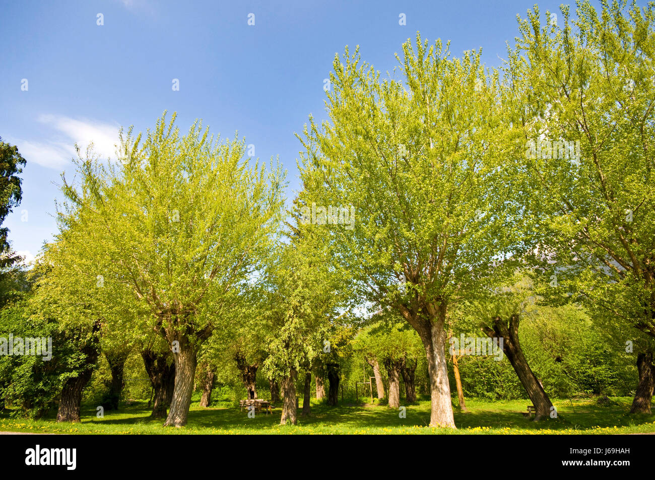 tree trees green spring browse forest willow worms eye tree trees green leaves Stock Photo