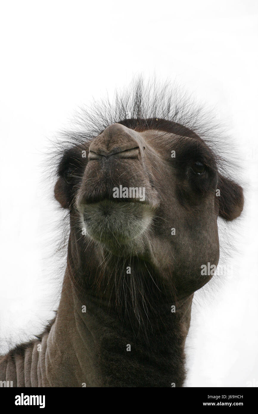camel animal portrait look glancing see view looking peeking looking at Stock Photo