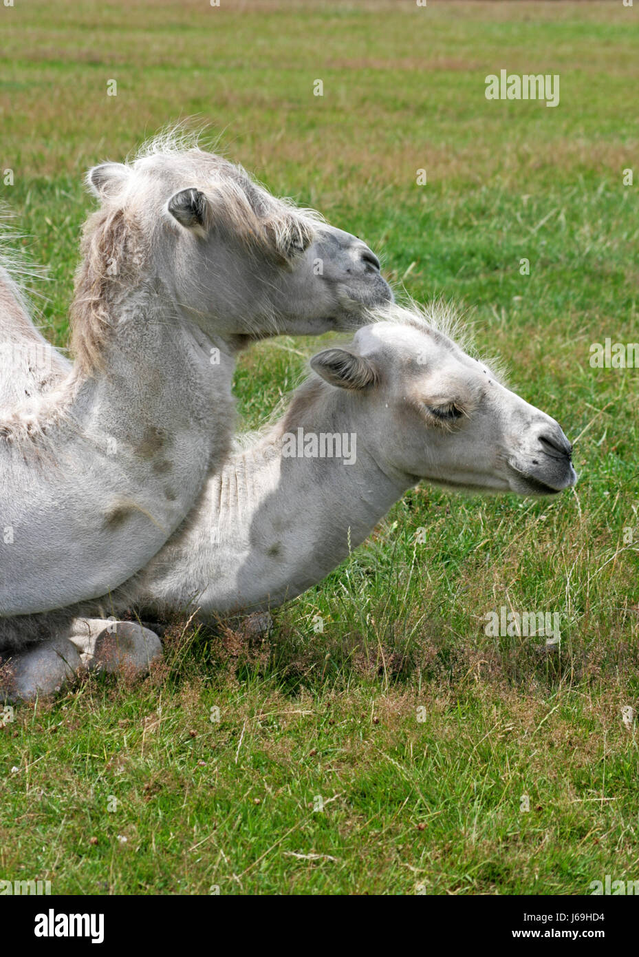 camels lying Stock Photo
