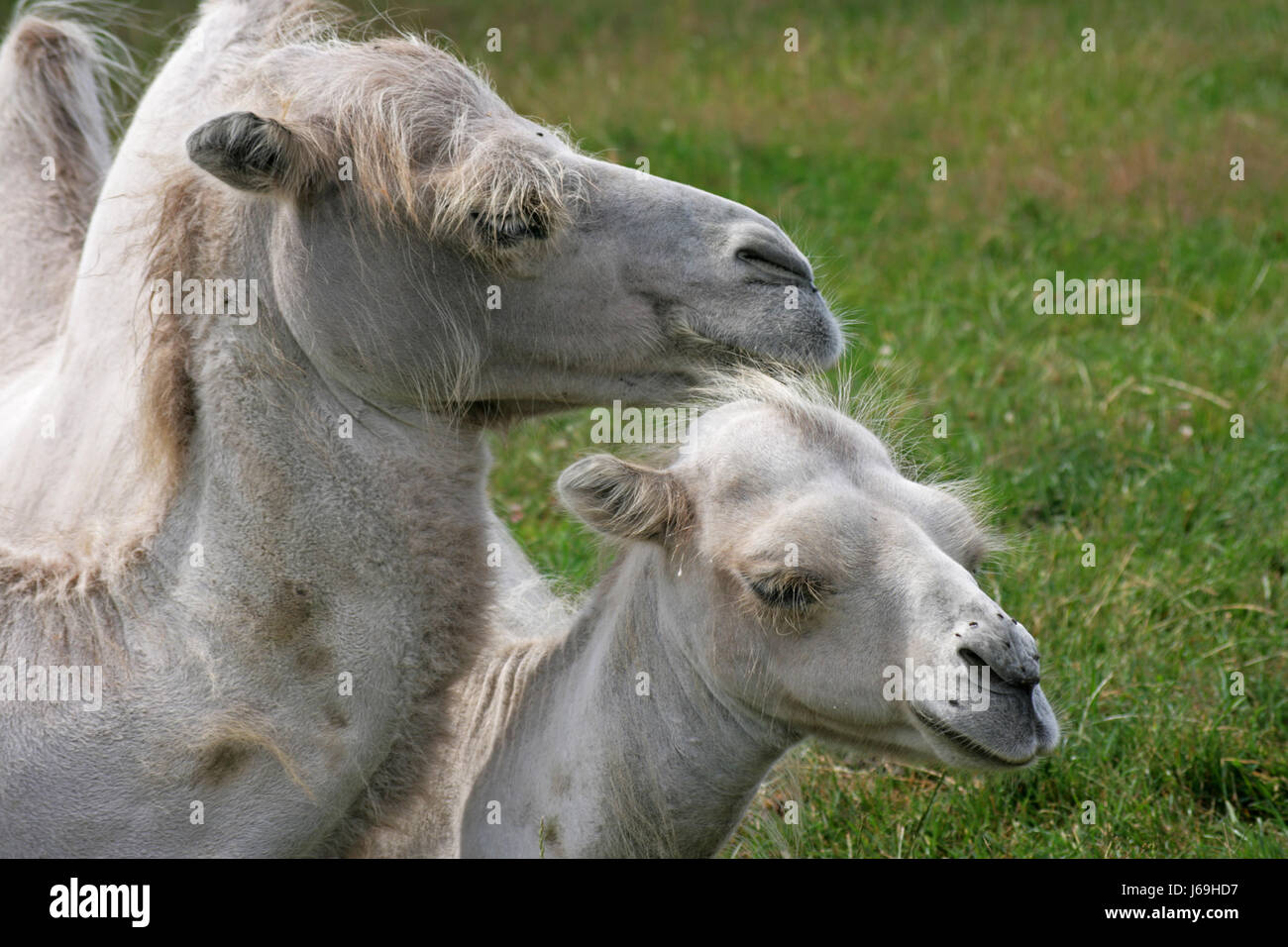 kuschelnde camels Stock Photo
