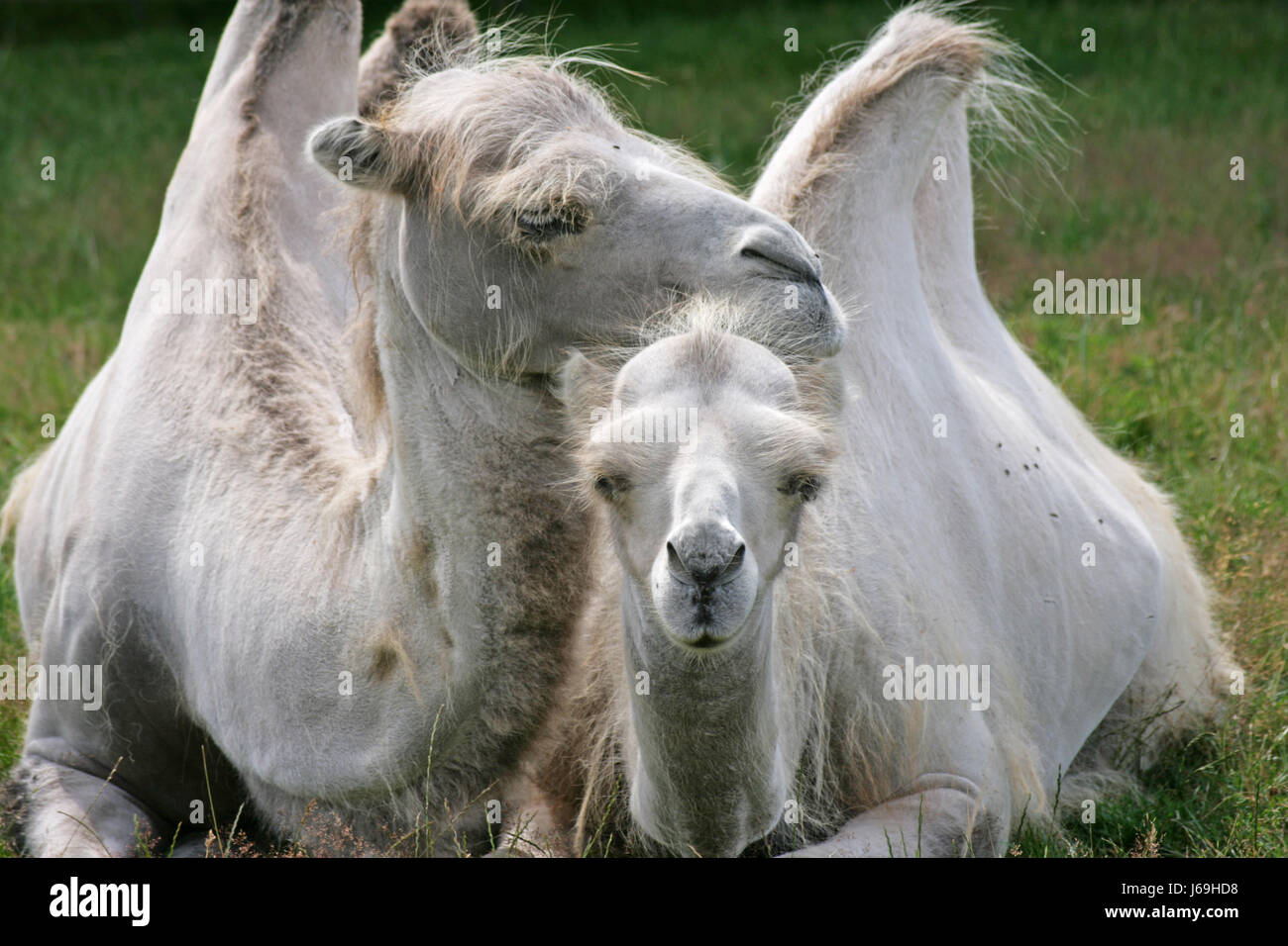 love among camels Stock Photo