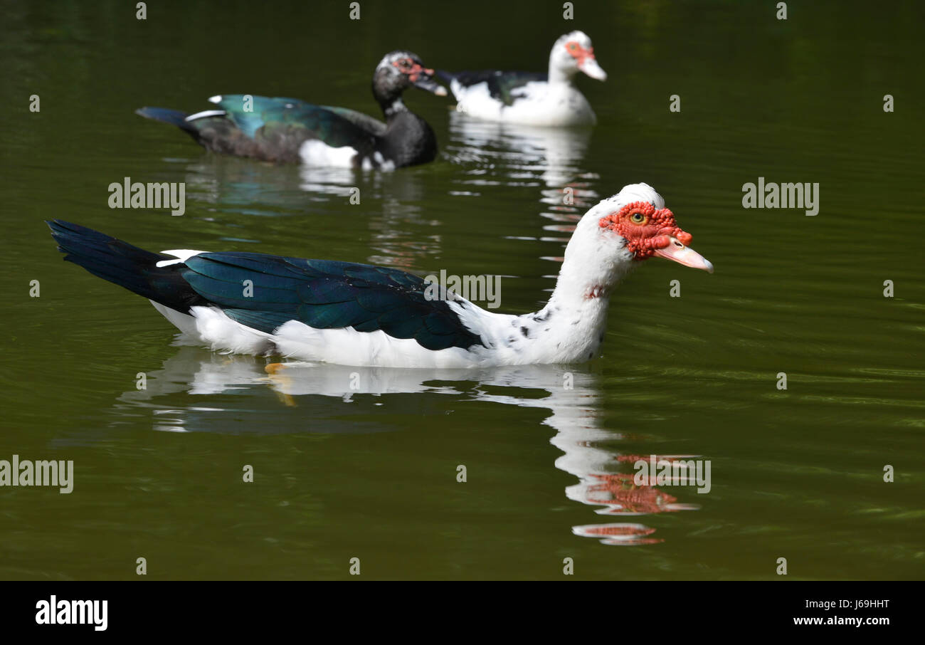 Muscovy ducks (Cairina moschata) swim in a pond in La Fortuna, Costa