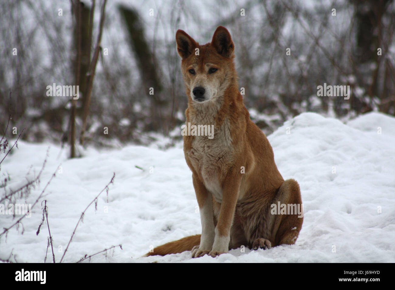 What Is The Predator Of A Dog