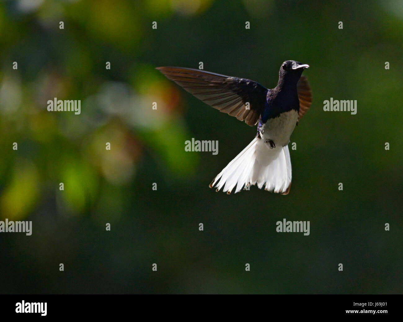 A white-necked jacobin hummingbird (Florisuga mellivora) flies in La Fortuna, Costa Rica. Stock Photo