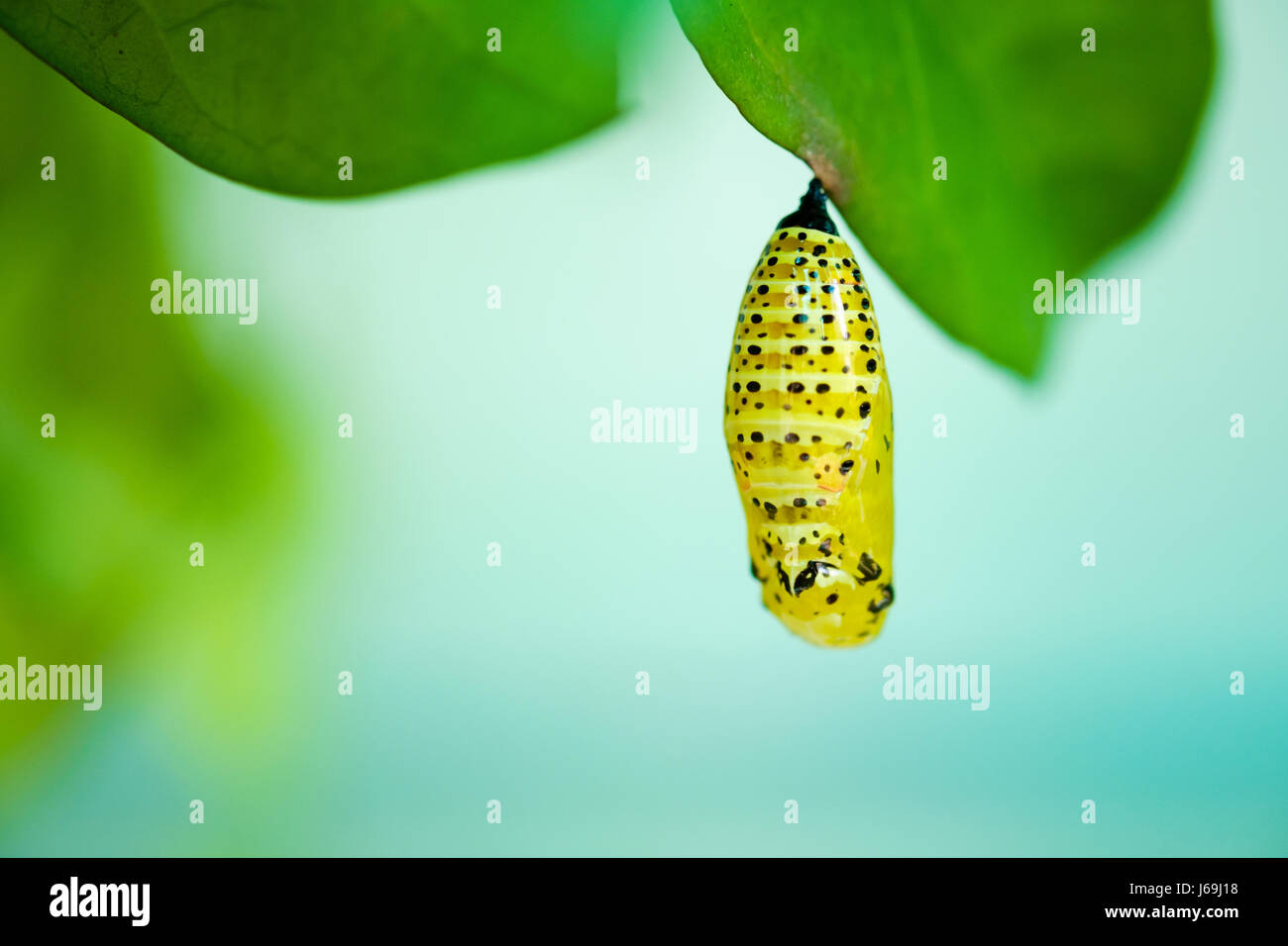 Chrysalis of Butterfly Stock Photo