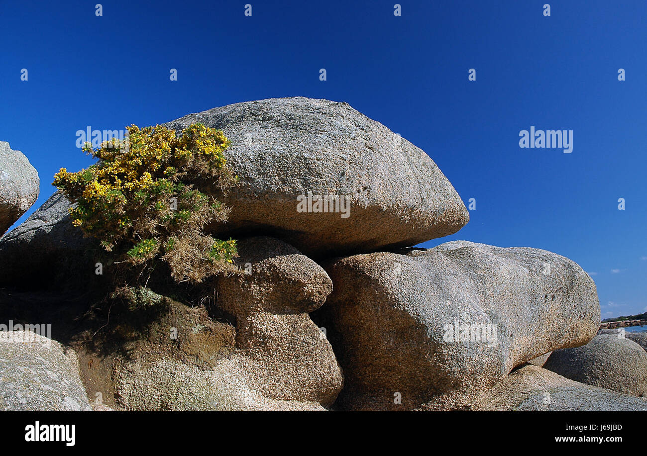 rock with juniper Stock Photo - Alamy