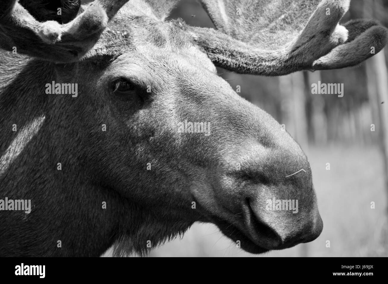 animal,horns,elk,head,bw Stock Photo