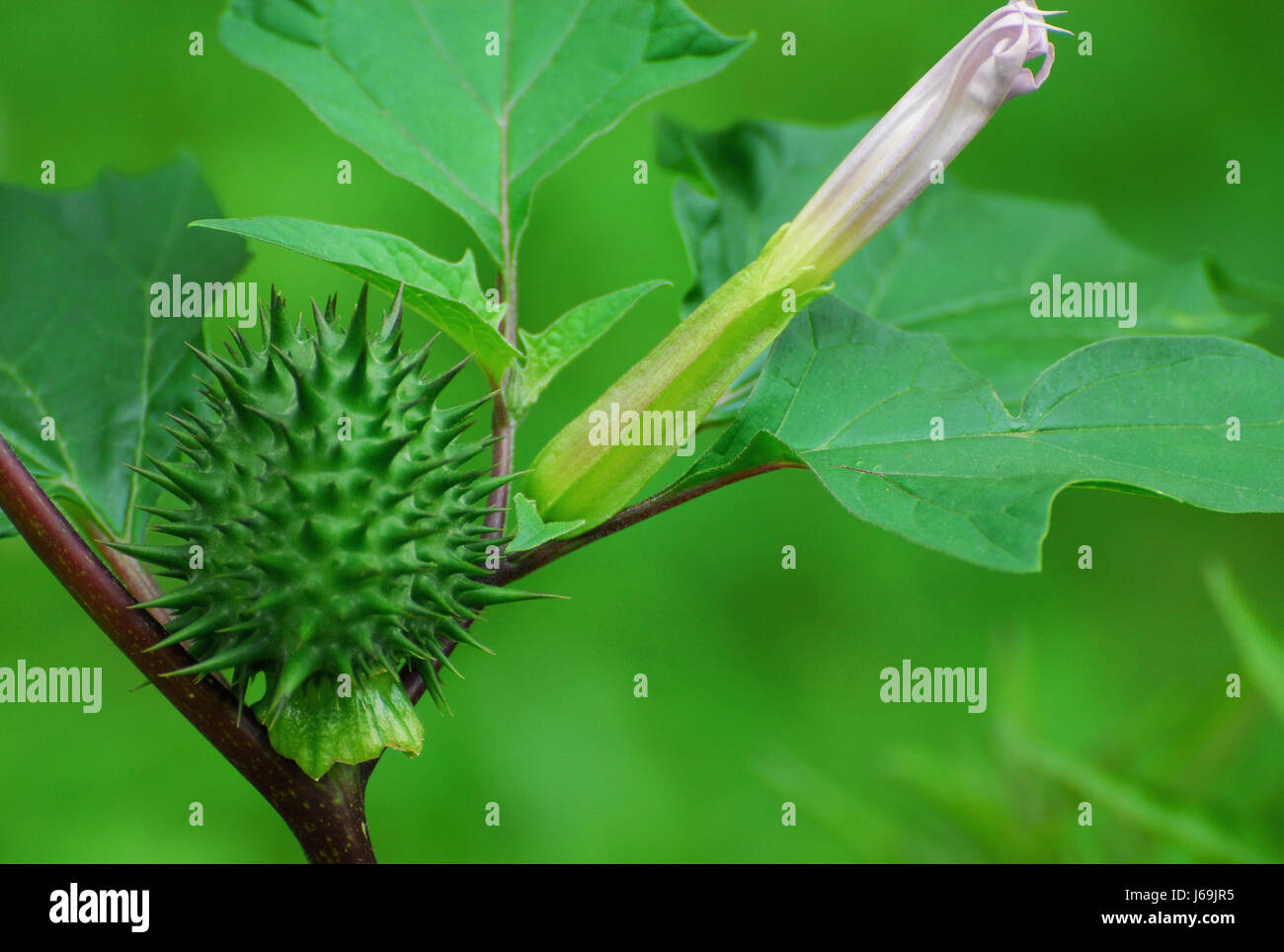 medicinally medical blossoms decorative plant bleed intoxicant