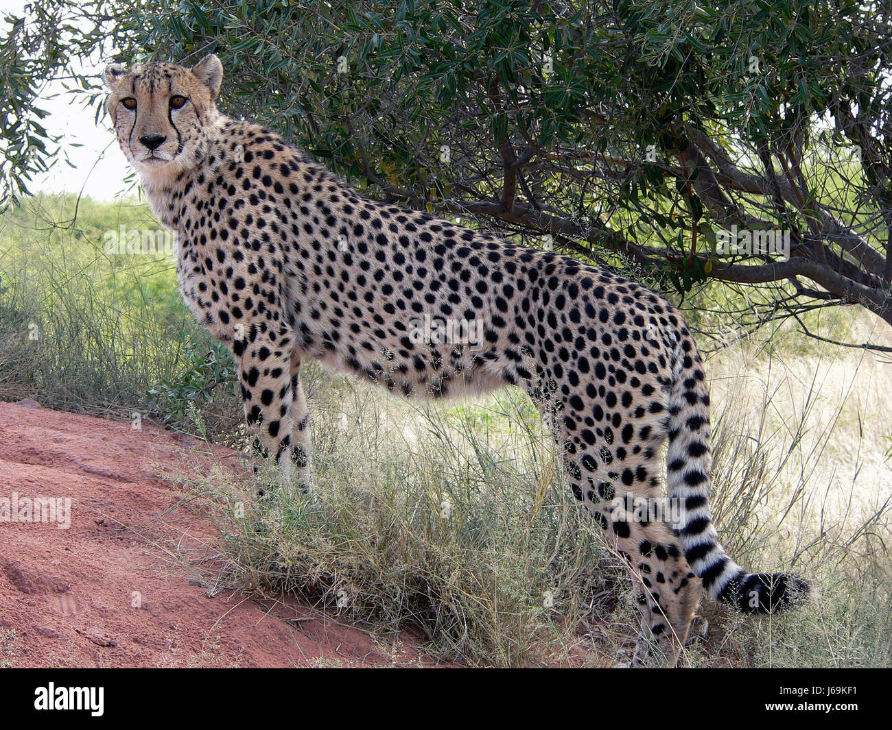 mammal skin dots predator cat big cat feline predator cheetah wildcat pussycat Stock Photo Alamy