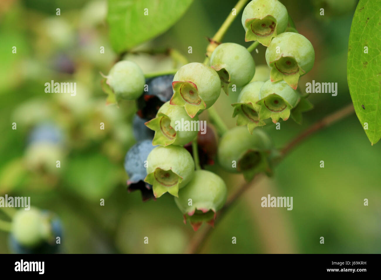 shrub bilberries blueberries huckleberries garden green ripe shrub