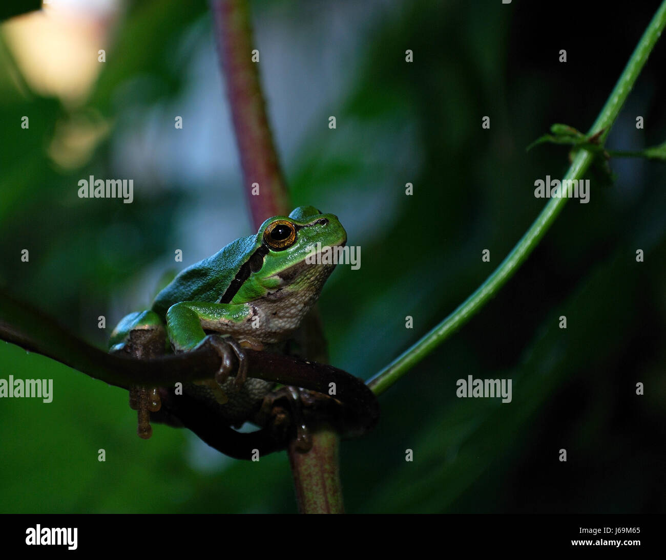 green animals amphibians greenback tree frog hop animal green night ...